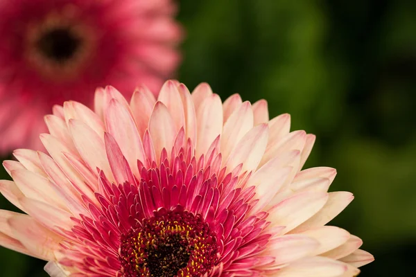 菊の花マクロ — ストック写真