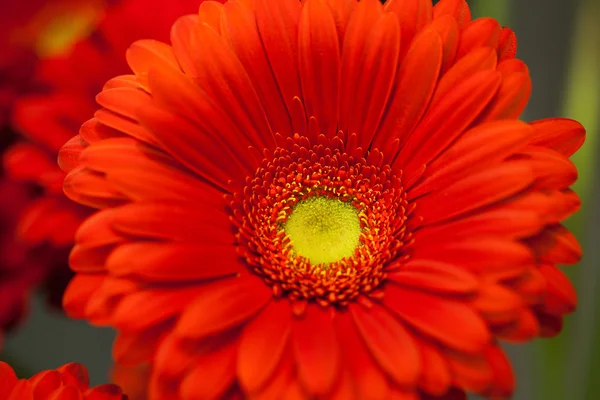 Gerbera czerwony kwiat makro — Zdjęcie stockowe