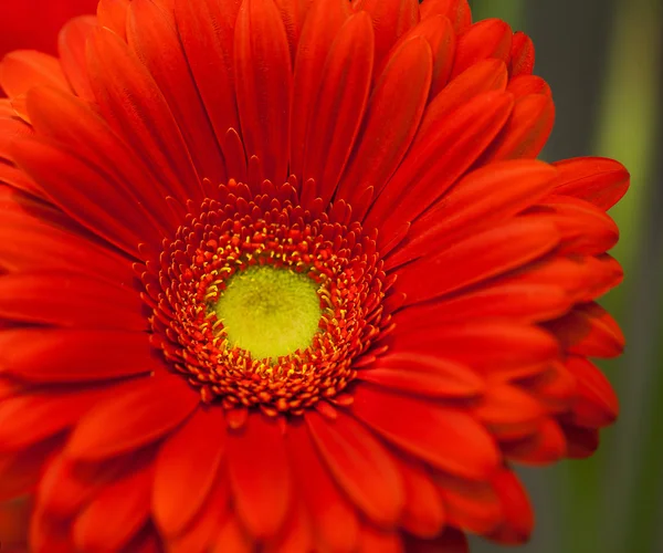 Flor roja Gerbera macro —  Fotos de Stock