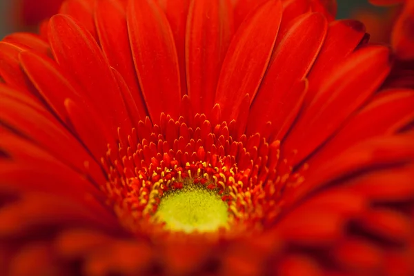 レッド ガーベラの花マクロ — ストック写真