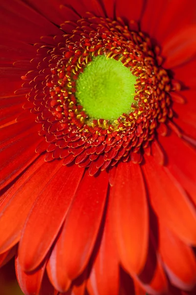 Gerbera czerwony kwiat makro — Zdjęcie stockowe