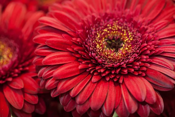 Gerbera czerwony kwiat makro — Zdjęcie stockowe