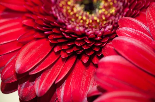 Gerbera czerwony kwiat makro — Zdjęcie stockowe
