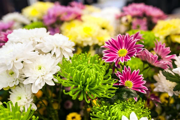 Bouquet of chrysanthemums — Stock Photo, Image