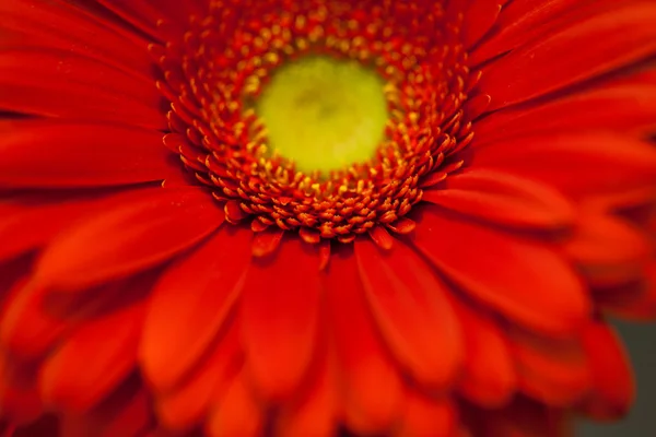 Gerbera czerwony kwiat makro — Zdjęcie stockowe