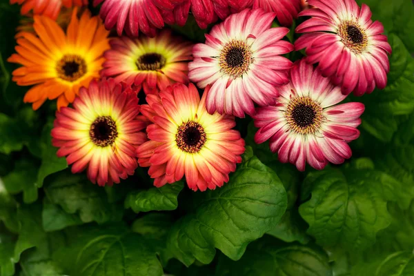 Bunte Chrysanthemen im Topf — Stockfoto