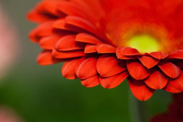 Gerbera czerwony kwiat makro — Zdjęcie stockowe