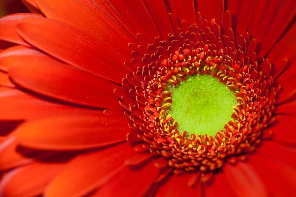レッド ガーベラの花マクロ — ストック写真