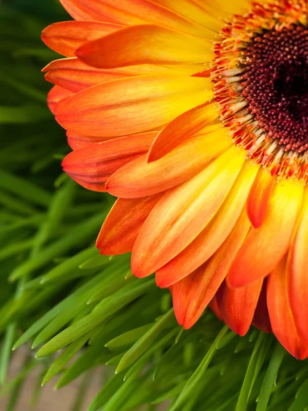 草の背景にオレンジ色のガーベラの花のクローズ アップ — ストック写真