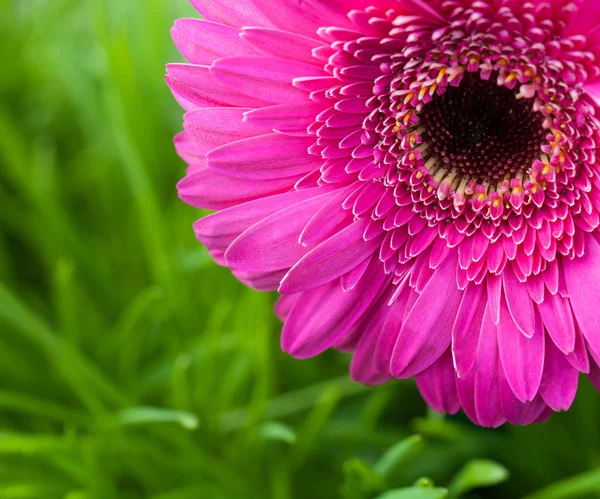 Primer plano de flor de gerberas rosadas sobre fondo de hierba —  Fotos de Stock