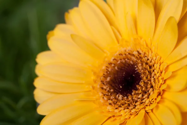 Primer plano de la flor de gerberas amarillas sobre el fondo de hierba —  Fotos de Stock