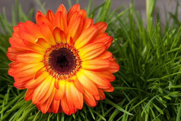 草の背景にオレンジ色のガーベラの花のクローズ アップ — ストック写真
