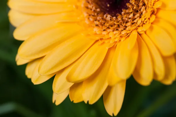 草の背景に黄色のガーベラの花のクローズ アップ — ストック写真
