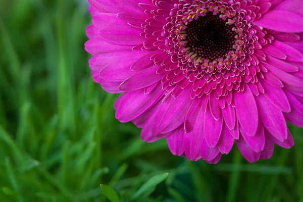 草の背景にピンクのガーベラの花のクローズ アップ — ストック写真