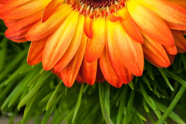 Zbliżenie: gerbera pomarańczowy kwiat na trawa tło — Zdjęcie stockowe
