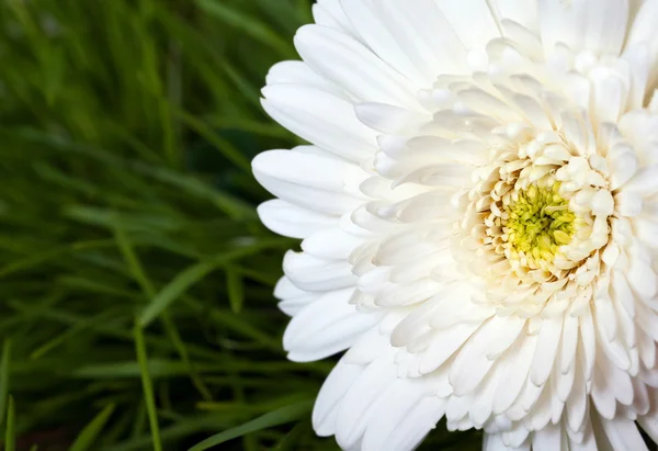 Primer plano de la flor de gerberas blancas sobre el fondo de hierba —  Fotos de Stock