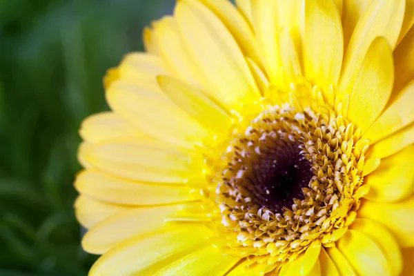 草の背景に黄色のガーベラの花のクローズ アップ — ストック写真
