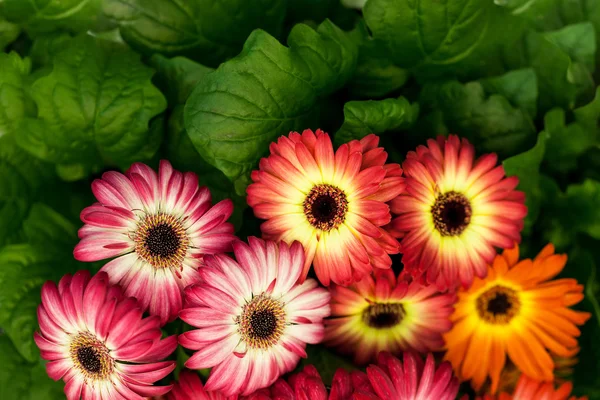 Crisantemo colorido en una olla —  Fotos de Stock