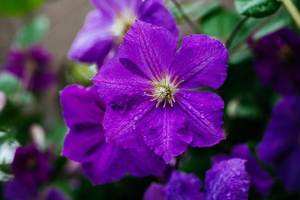 Beautiful, large purple clematis flower in the garden — Stock Photo, Image