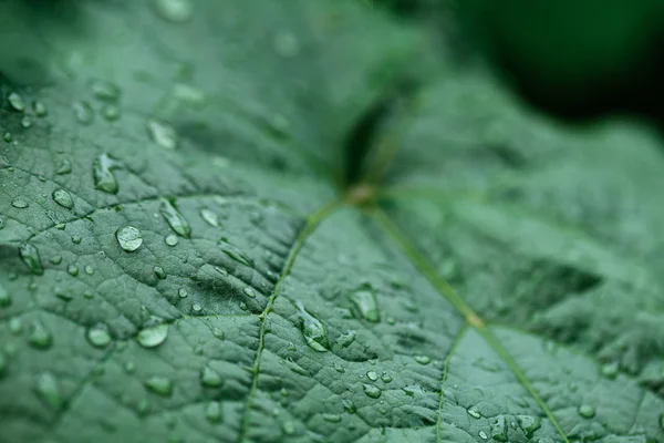 Closeup dešťové kapky na vinné listy — Stock fotografie