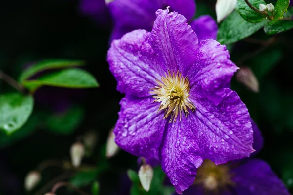 Schöne, große lila Klematisblüte im Garten — Stockfoto