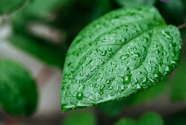 Green leaf with water drops close up — Stock fotografie
