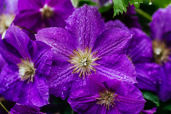 Schöne, große lila Klematisblüte im Garten — Stockfoto