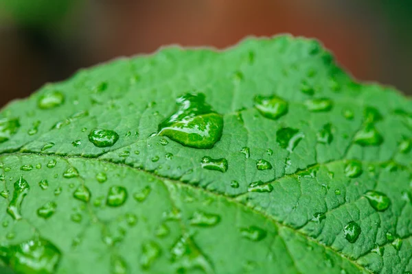 Green leaf with water drops close up — Stock fotografie