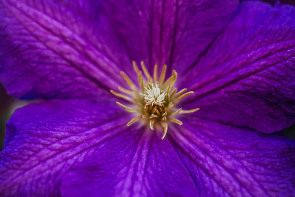 Schöne, große lila Klematisblüte im Garten — Stockfoto