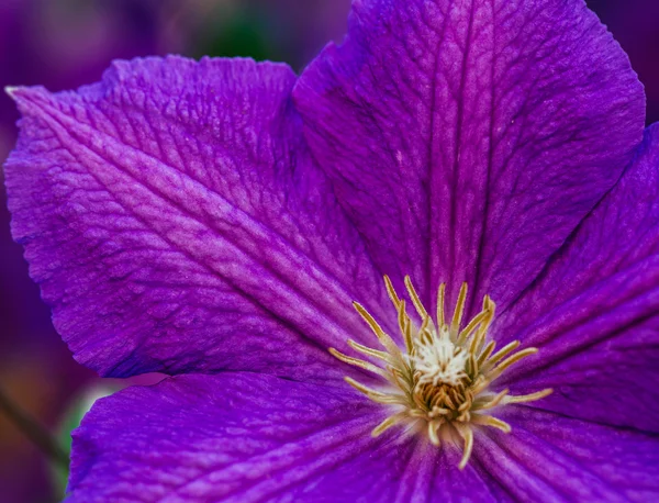 Hermosa, gran flor de clematis púrpura en el jardín —  Fotos de Stock
