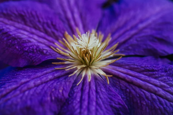 Schöne, große lila Klematisblüte im Garten — Stockfoto