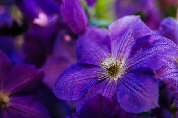 漂亮的、 大的紫色铁线莲的花园里的花 — 图库照片