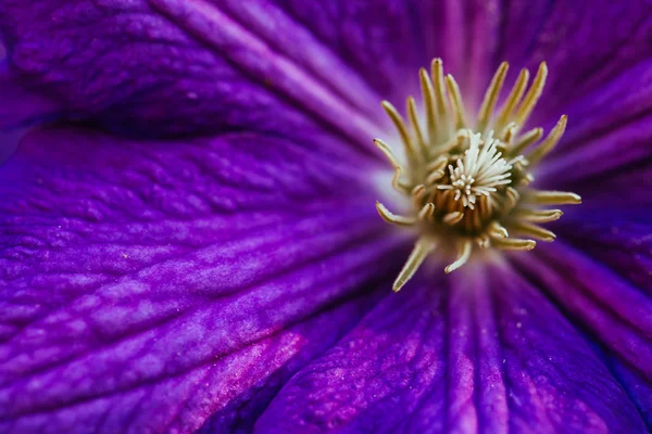 Schöne, große lila Klematisblüte im Garten — Stockfoto