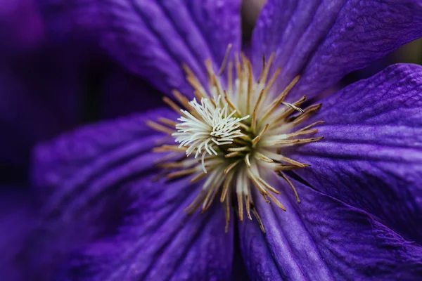 Piękny, duży Powojnik fioletowy kwiat w ogrodzie — Zdjęcie stockowe