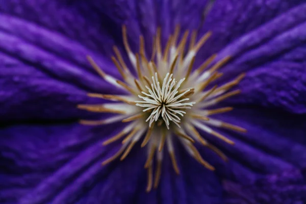 Schöne, große lila Klematisblüte im Garten — Stockfoto