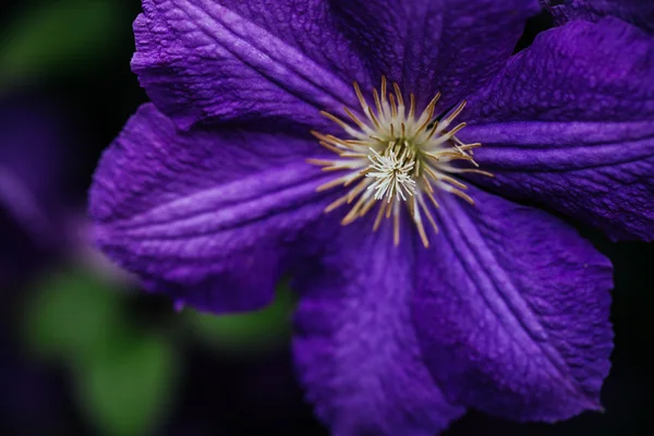 Bello, grande fiore di clematide viola nel giardino — Foto Stock