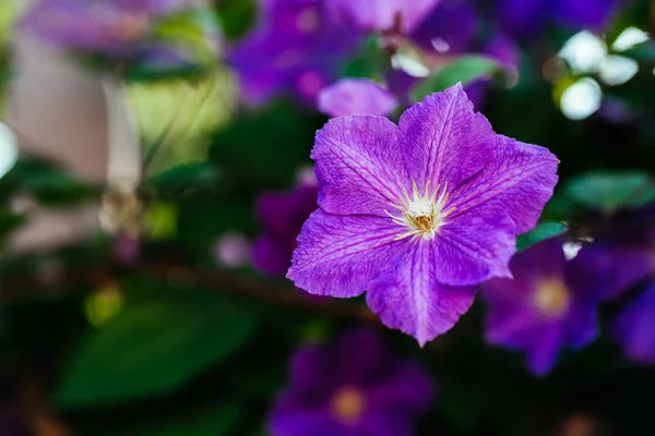 Beautiful, large purple clematis flower in the garden — Stock Photo, Image