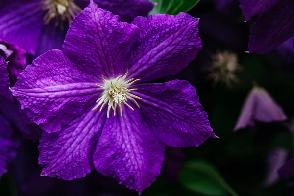 Beautiful, large purple clematis flower in the garden — Stock Photo, Image