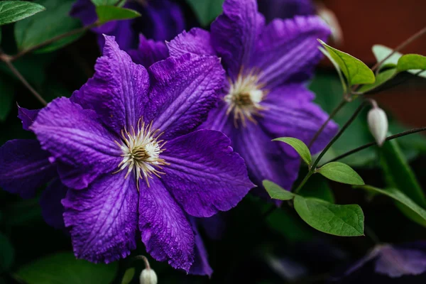 Schöne, große lila Klematisblüte im Garten — Stockfoto