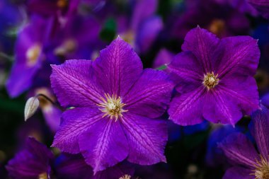 Güzel, büyük mor akasma Çiçek bahçesinde