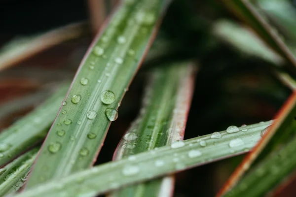 Green leaf with water drops close up — Stock fotografie