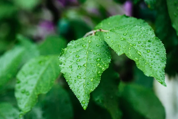 Green leaf with water drops close up — Stock fotografie