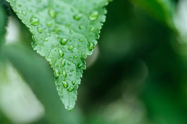 Green leaf with water drops close up — Stock fotografie