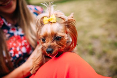 Küçük bir köpek ile genç bir çift