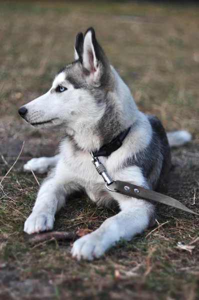 Husky ung hund. — Stockfoto