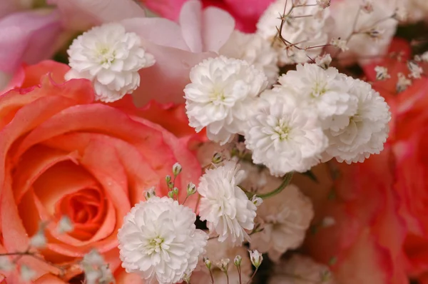 Güzel güller — Stok fotoğraf