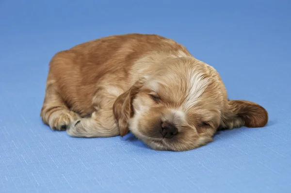 Uyuyan bir köpek yavrusu