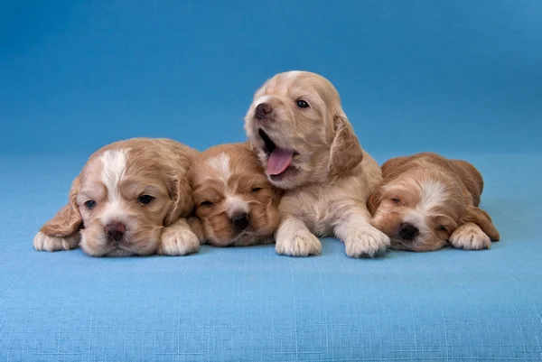 Four puppies