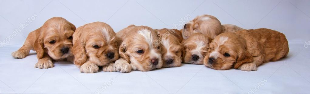 Puppies