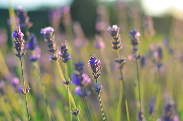 Lavendel — Stockfoto